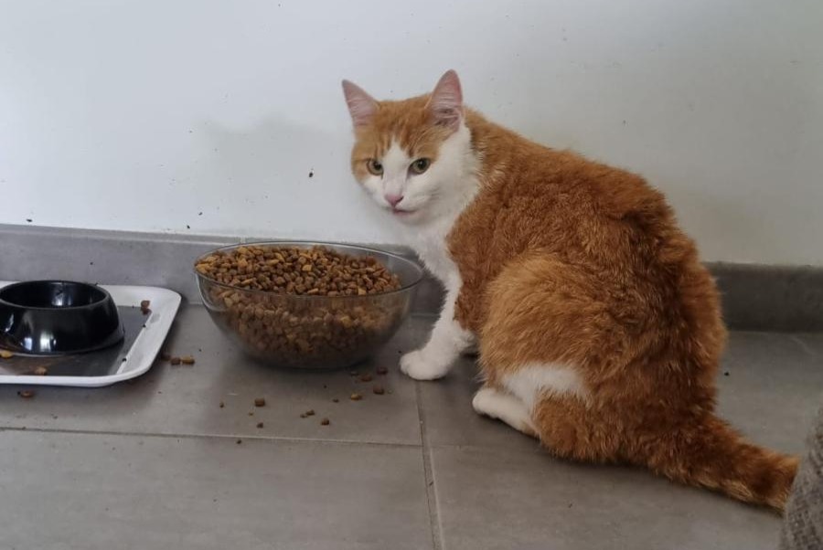 Vermisstmeldung Katze rassenmischung  Männliche , 5 jahre Saint-Louis Frankreich