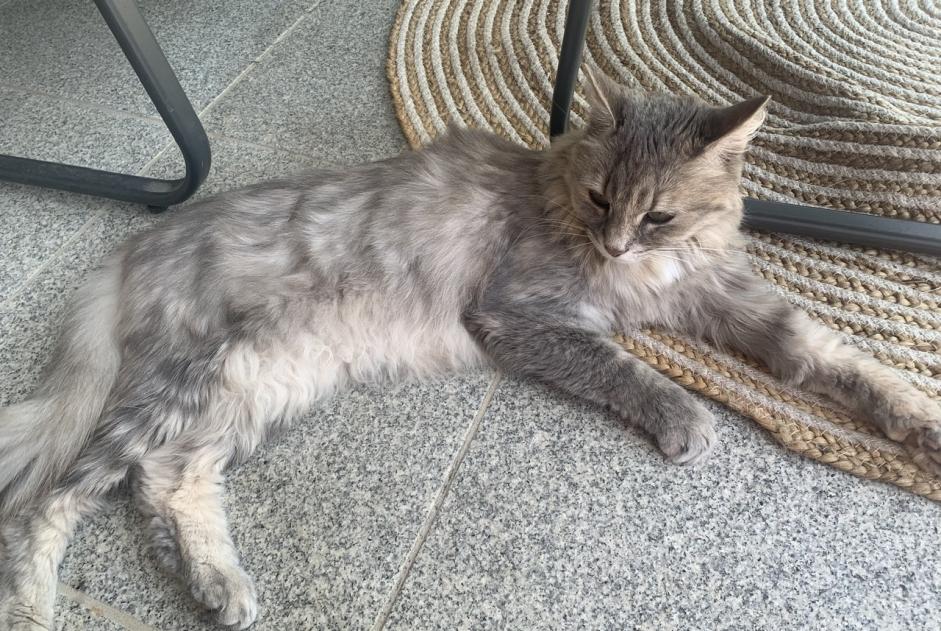 Disappearance alert Cat Female , 9 years Bruebach France