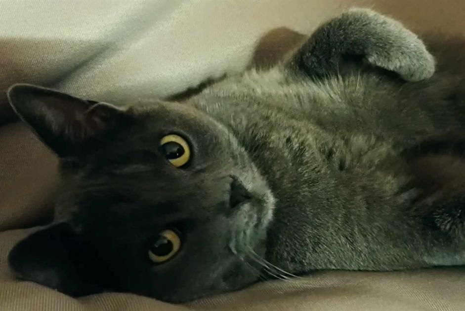 Disappearance alert Cat  Female , 7 years Bollwiller France