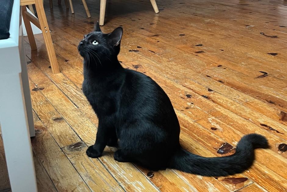 Disappearance alert Cat miscegenation Male , 0 years Mulhouse France Disappearance alert Cat miscegenation Male , 0 years Mulhouse France