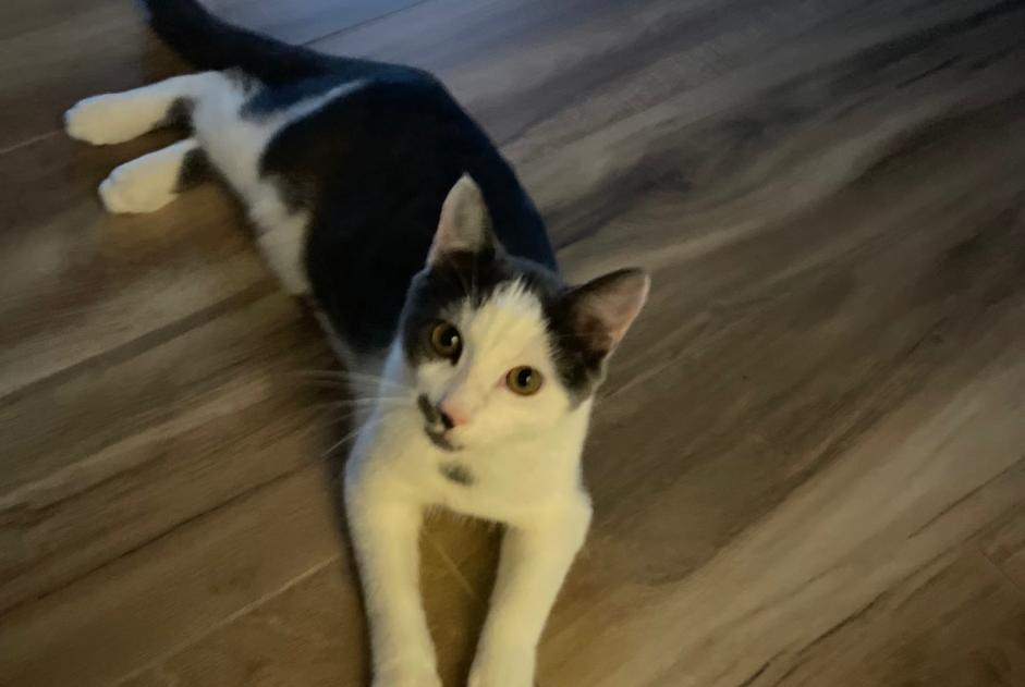 Disappearance alert Cat Male , 0 years Aspach France Disappearance alert Cat Male , 0 years Aspach France