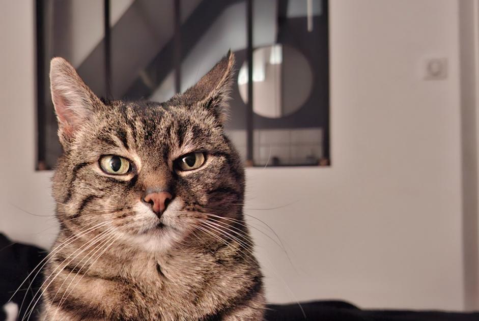 Alerta de Desaparición Gato Hembra , 18 años Wittenheim Francia Alerta de Desaparición Gato Hembra , 18 años Wittenheim Francia