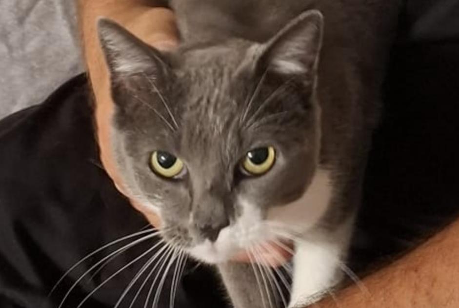 Alerta de Desaparición Gato Hembra , 7 años Hindlingen Francia Alerta de Desaparición Gato Hembra , 7 años Hindlingen Francia