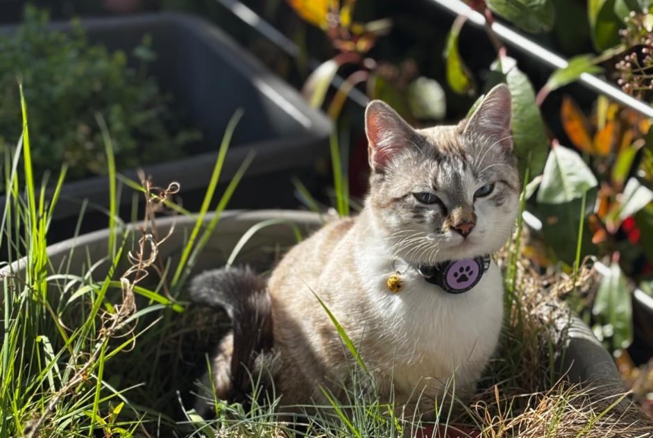 Alerte Disparition Chat Femelle , 1 ans Helfrantzkirch France Alerte Disparition Chat Femelle , 1 ans Helfrantzkirch France