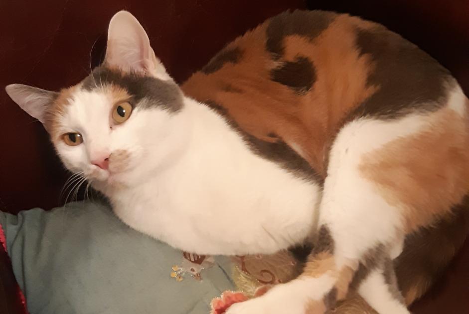 Alerte Disparition Chat croisement  Femelle , 4 ans Colmar France