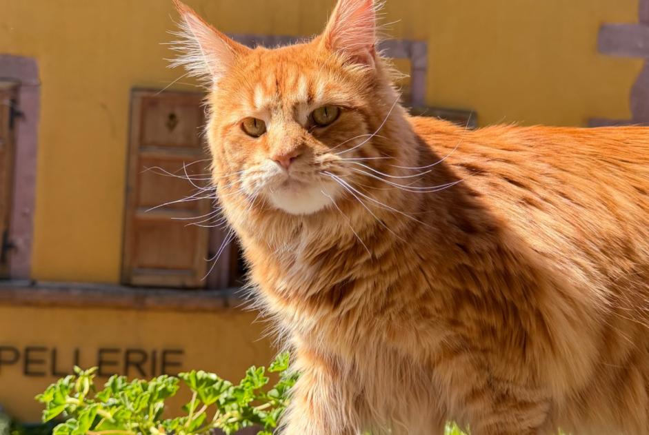 Avviso scomparsa Gatto  Femmina , 2 anni Riquewihr Francia