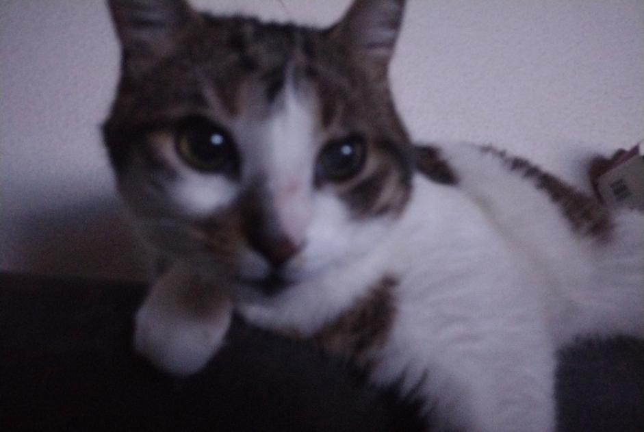 Alerta desaparecimento Gato Macho , 6 anos Brunstatt-Didenheim France