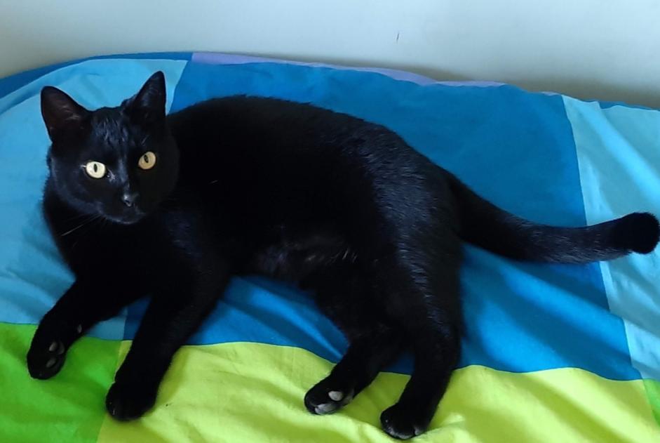Alerta desaparecimento Gato  Fêmea , 5 anos Illfurth France