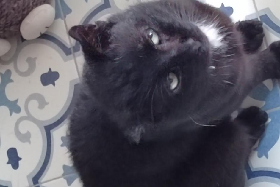 Alerta descoberta Gato Desconhecido Burnhaupt-le-Bas France