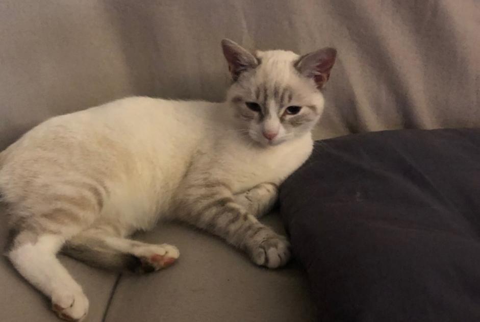 Alerta descoberta Gato cruzamento  Macho Saint-Louis France