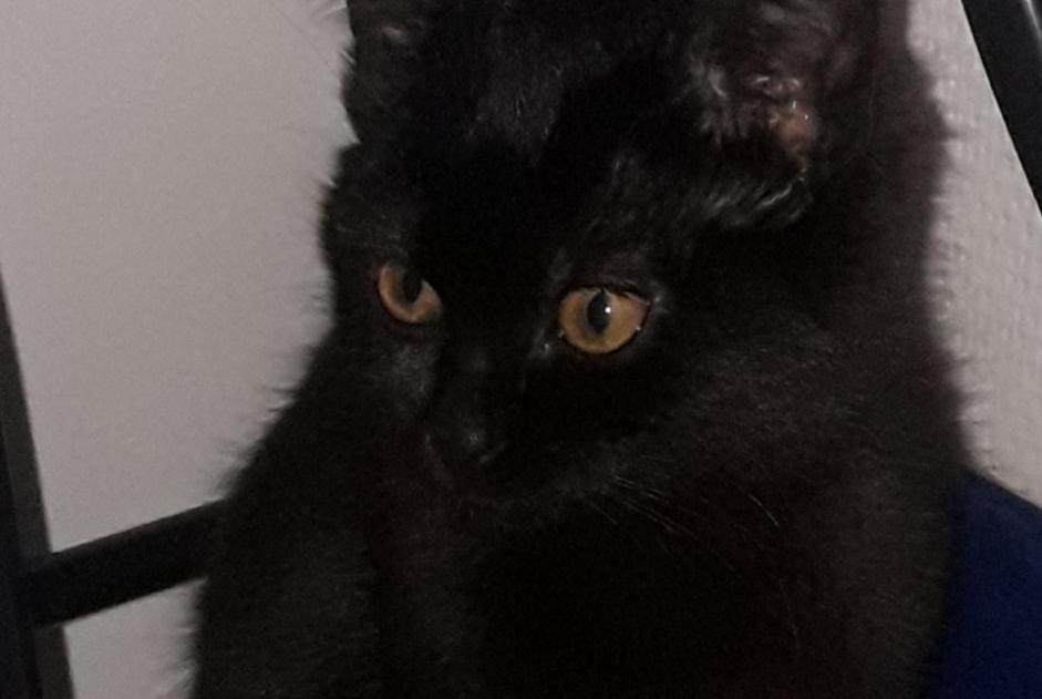 Alerta descoberta Gato Fêmea Mulhouse France